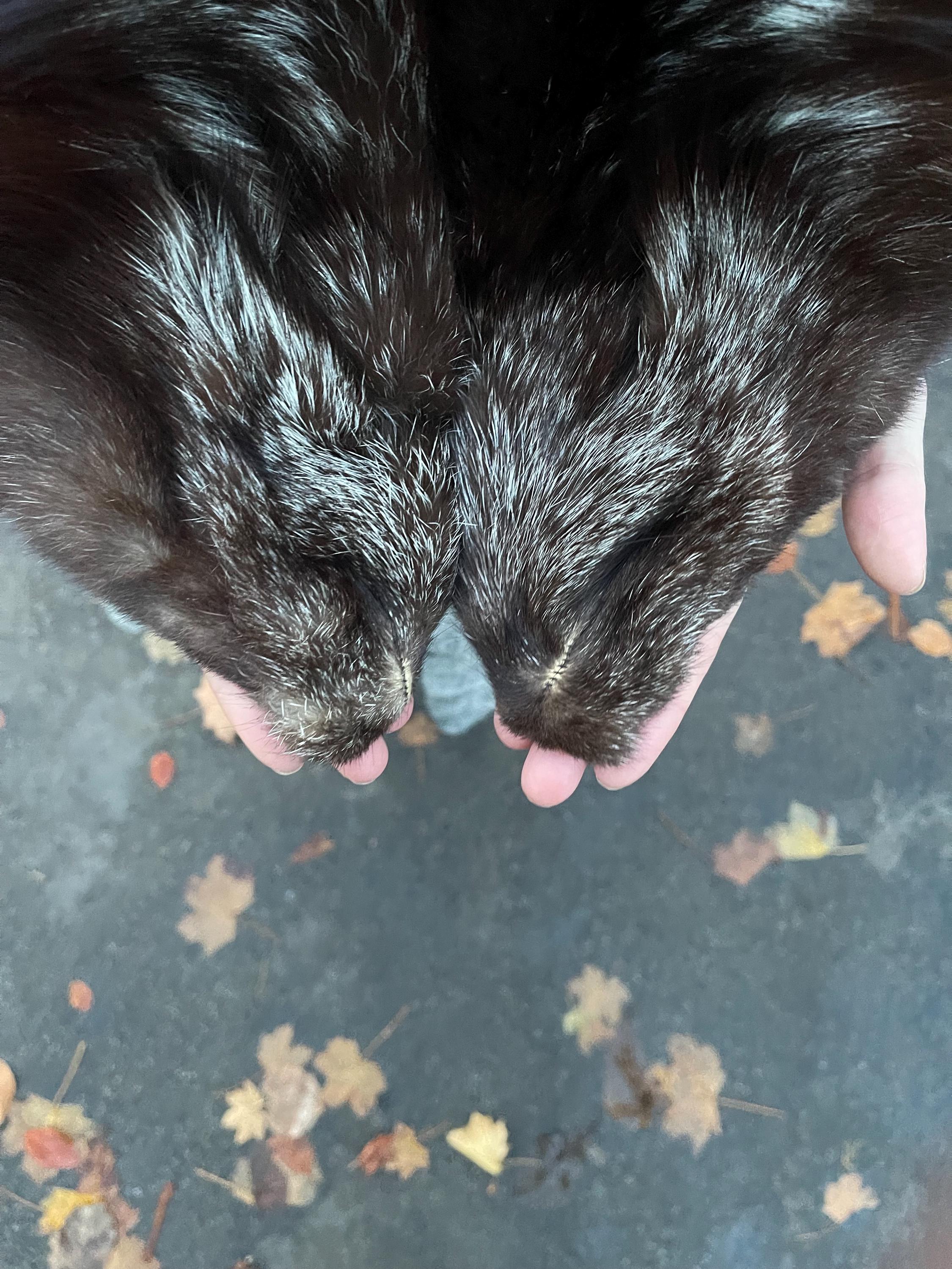 Silver Fox Fur Collar