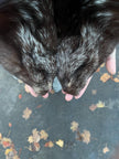 Silver Fox Fur Collar