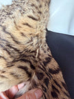 Leopard Print Fur Coat – M-XL